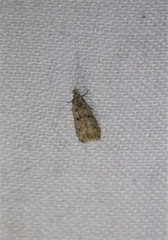 Dichomeris punctipennella