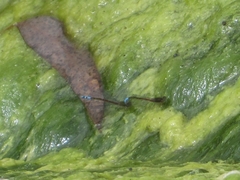 Oxyallagma dissidens