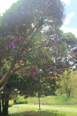 Andesanthus paleaceus
