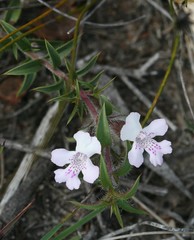 Hemiandra pungens