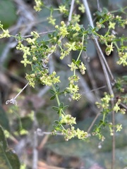 Galium porrigens porrigens
