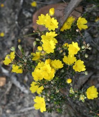 Hibbertia acerosa