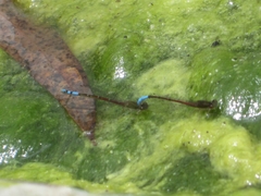 Oxyallagma dissidens