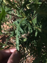 Engelmannia peristenia