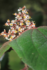 Miconia crinita