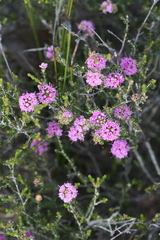 Kunzea recurva