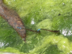 Oxyallagma dissidens