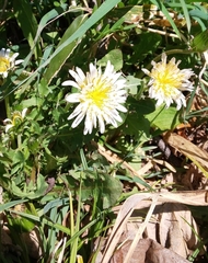Taraxacum albidum