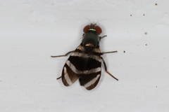 Euxesta obliquestriata