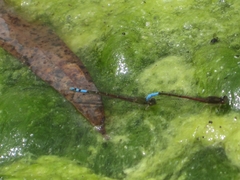 Oxyallagma dissidens