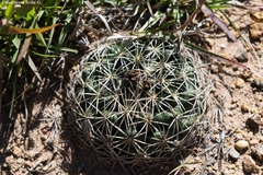 Coryphantha compacta