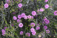 Kunzea recurva