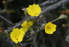 Hibbertia acerosa