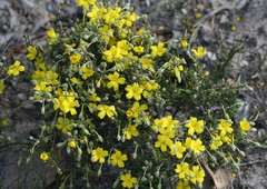 Hibbertia acerosa