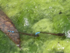 Oxyallagma dissidens