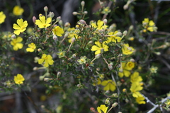 Hibbertia acerosa