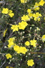 Hibbertia acerosa