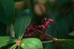 Medinilla formosana