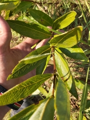 Fadogia tetraquetra