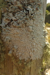 Heterodermia tremulans