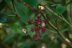 Medinilla formosana
