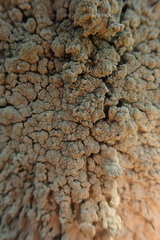 Heterodermia tremulans