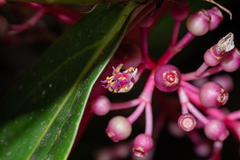 Medinilla formosana