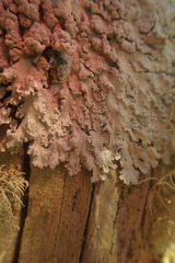 Heterodermia tremulans