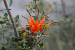 Lambertia inermis