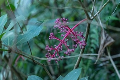 Medinilla formosana
