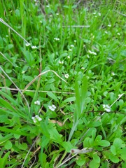 Valerianella amarella