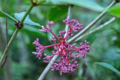 Medinilla formosana