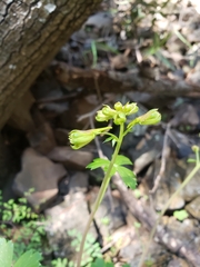 Delphinium nudicaule
