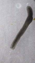 Planariidae