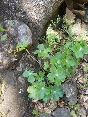 Delphinium nudicaule