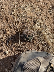 Coryphantha robustispina uncinata