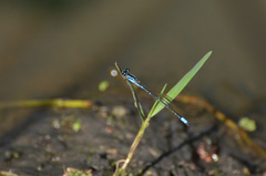 Acanthagrion hildegarda