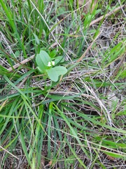 Valerianella amarella