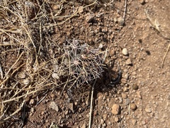 Coryphantha robustispina uncinata