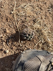 Coryphantha robustispina uncinata