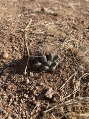 Coryphantha robustispina uncinata