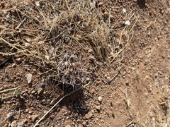 Coryphantha robustispina uncinata