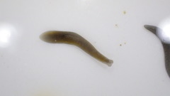 Planariidae