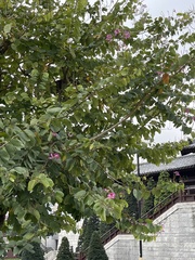 Bauhinia × blakeana