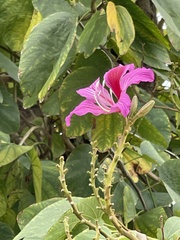 Bauhinia × blakeana