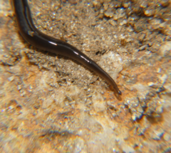 Rhynchodemus sylvaticus