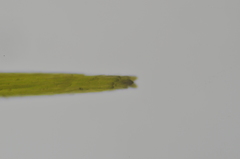 Campylopus atrovirens