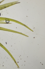 Campylopus atrovirens