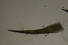 Campylopus atrovirens