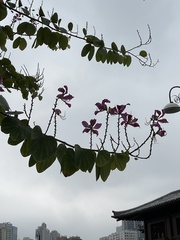 Bauhinia × blakeana